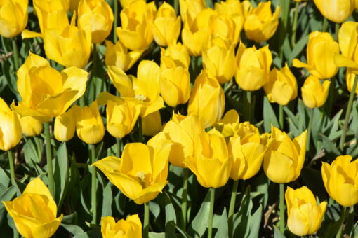 Duc van Tol Yellow