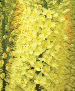 Lemon Fizz