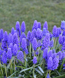 armeniacum Blue Spike