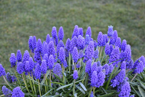 armeniacum Blue Spike