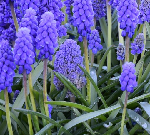 armeniacum Blue Spike