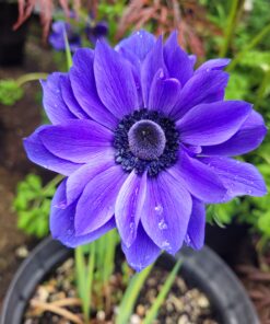 St Brigid Lord Lieutenant