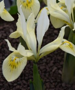 histrioides Katharine's Gold
