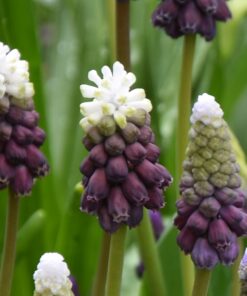 latifolium Grape Ice