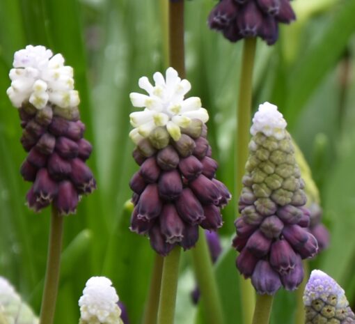 latifolium Grape Ice