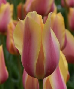 Blushing Lady