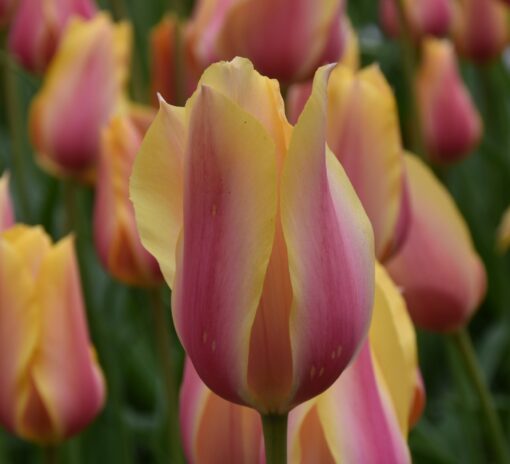 Blushing Lady