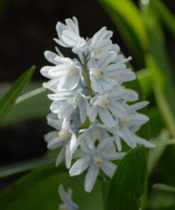 scilloides var. libanotica
