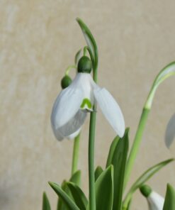 elwesii var. monostictus 'Benjamin Britten'