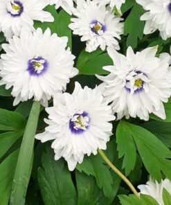 nemorosa 'Blue Eyes'