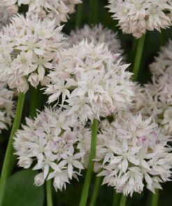 amplectens Graceful Beauty