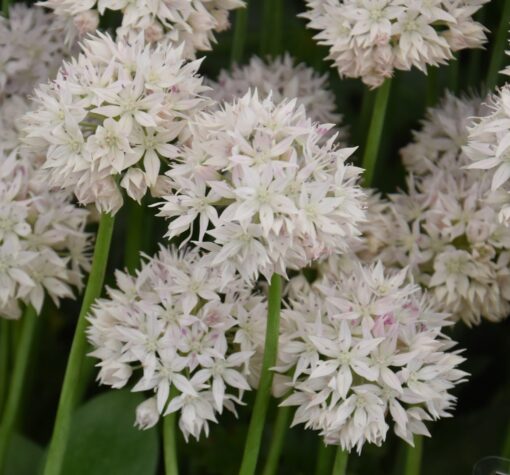 amplectens Graceful Beauty