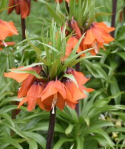 eduardii Sunrise