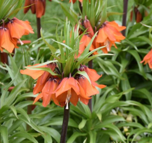 eduardii Sunrise