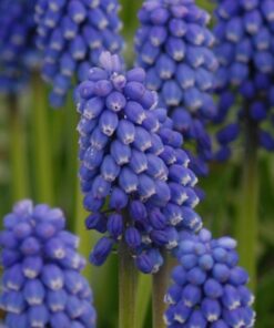aucheri Blue Magic