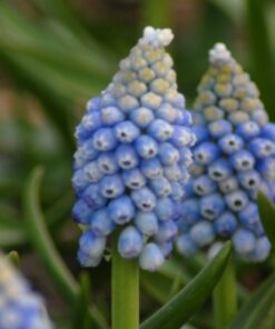 aucheri Ocean Magic