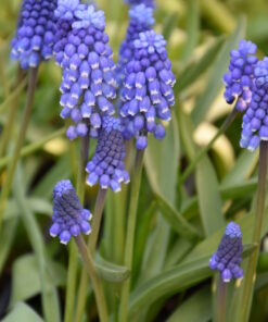 botryoides Superstar