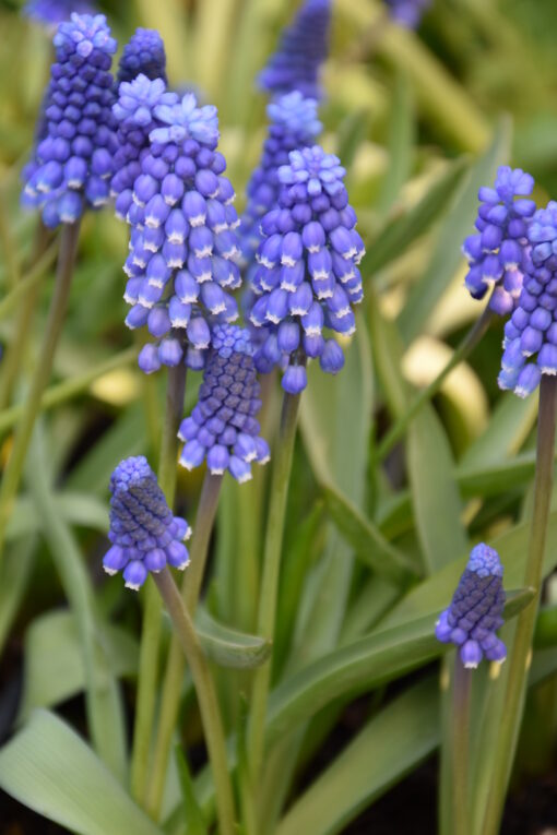 botryoides Superstar
