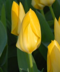 Yellow Purissima