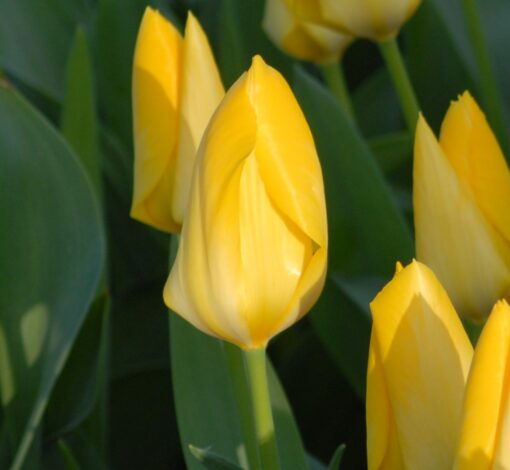 Yellow Purissima