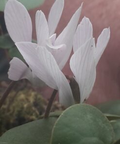 intaminatum