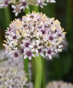 balsaticum Silver Spring