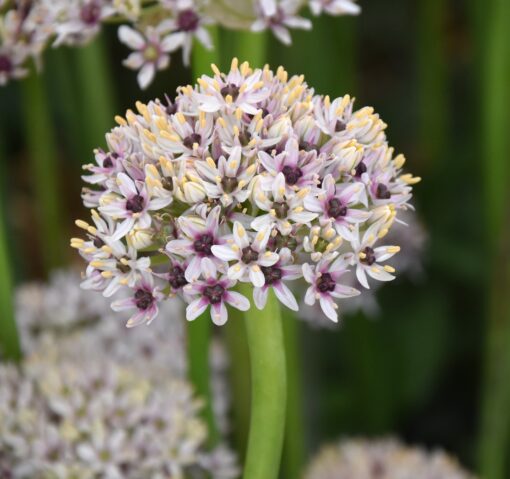 balsaticum Silver Spring