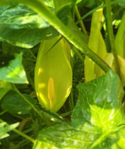 italicum marmoratum