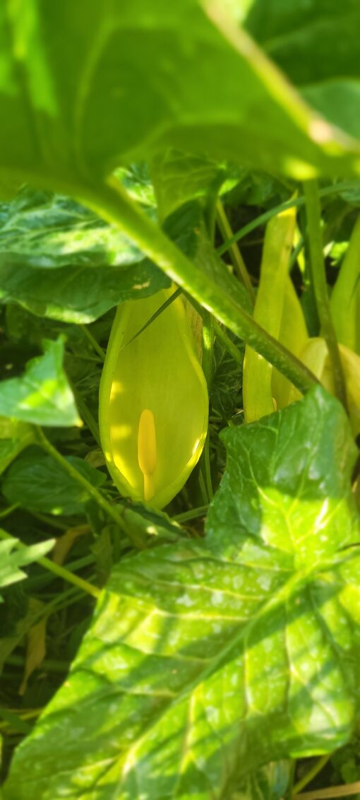 italicum marmoratum