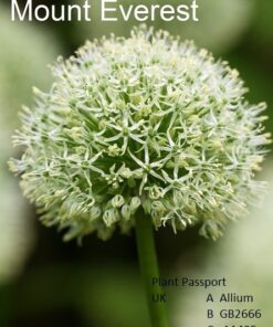 Alliums