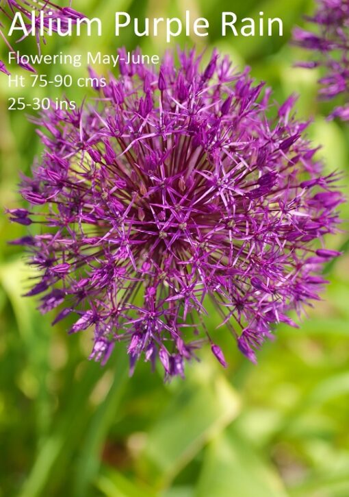 Alliums 2 - Image 2