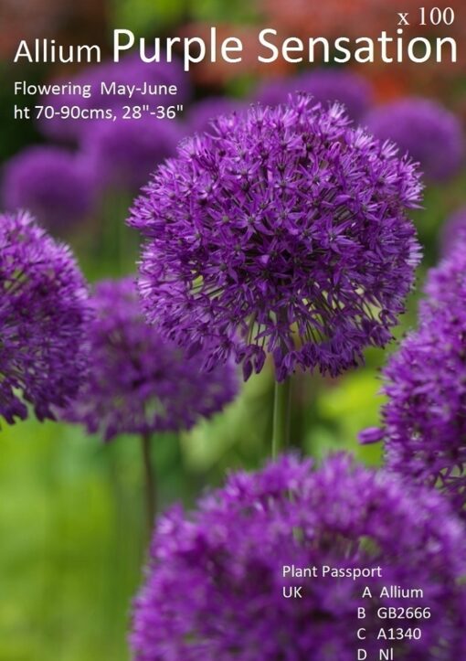 Alliums 2 - Image 5
