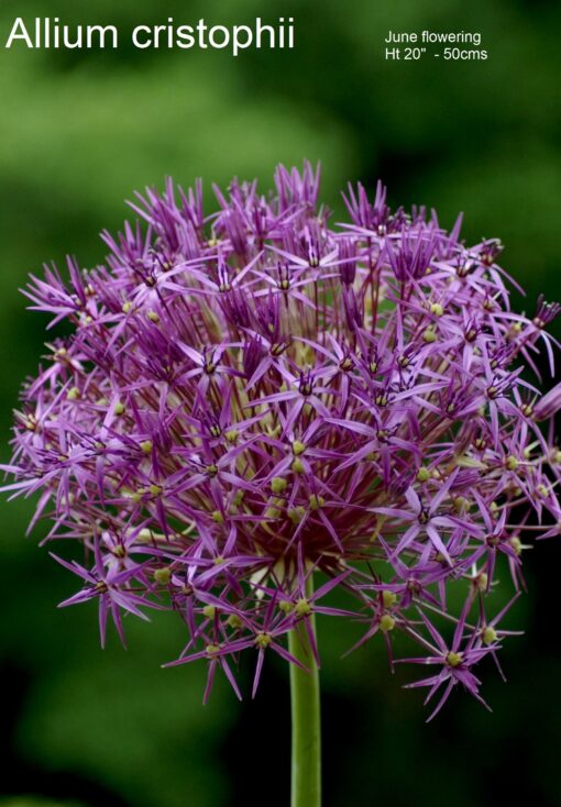 Alliums 2 - Image 4