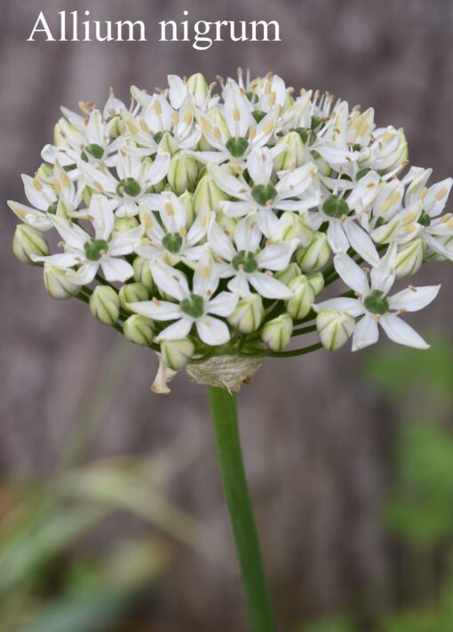Alliums 2 - Image 3