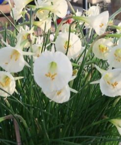 Arctic Bells