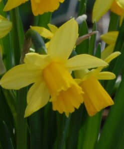 Tete-a-Tete AGM 12+