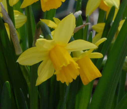 Tete-a-Tete AGM 12+