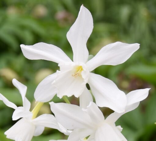 Narcissi (Dwarf A) - Image 5