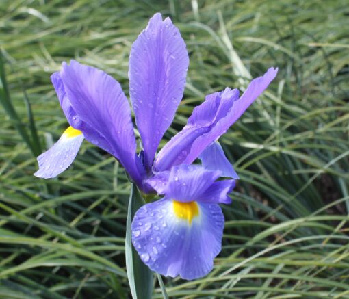 Iris (Dutch) - Image 4