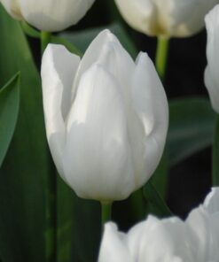 White Prince