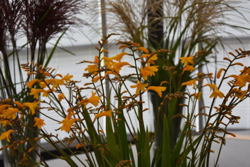 Yellow Emberglow