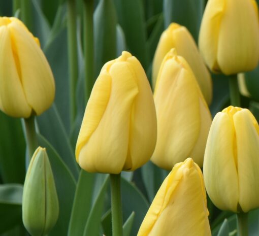 Golden Parade