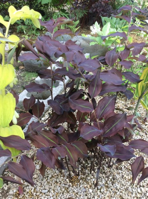 lasianthum Black Pearl