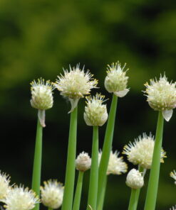 fistulosum