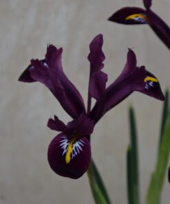 reticulata Rejoice