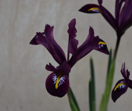 reticulata Rejoice