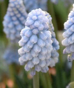 Baby's Breath (syn. Jenny Robinson)