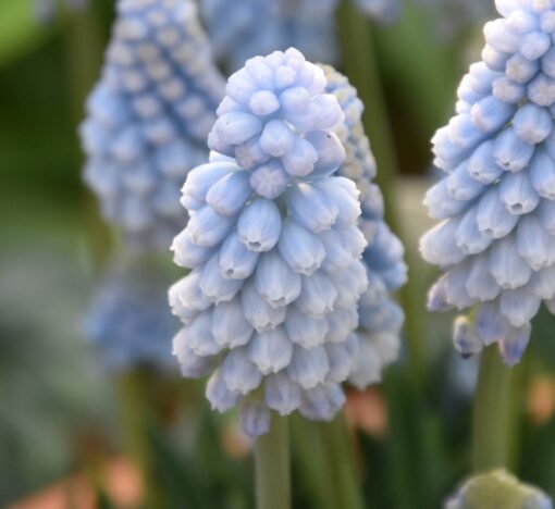 Baby's Breath (syn. Jenny Robinson)