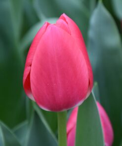 Rosy Delight