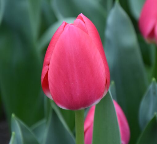 Rosy Delight